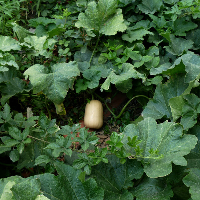 Viernes de Desayuno, 2016—A La Fecha