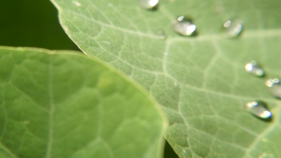 primal_e004_ecologiasplexantes_w_01.png